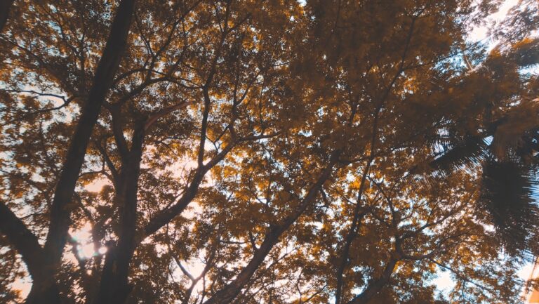 Photo Carei