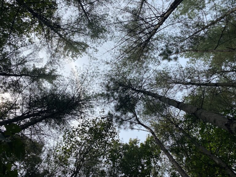 Photo reconnect with nature