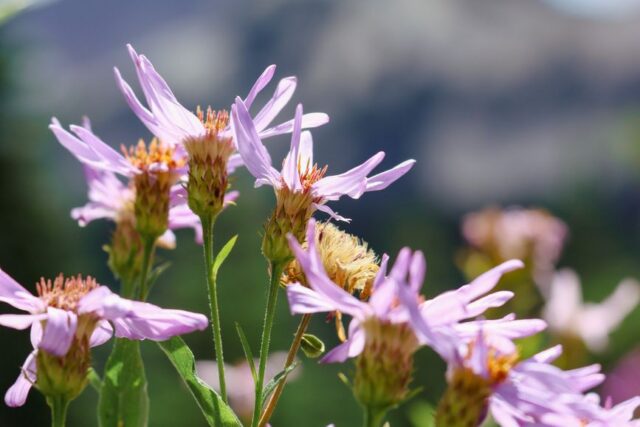 Plante rezistente la clima de munte, potrivite pentru grădina ta — Brasov Visitor