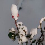 Cum îți pregătești grădina pentru iarna transilvăneană — Brasov Visitor