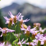 Plante potrivite pentru climatul de deal și munte din zona Brașovului — Brasov Visitor