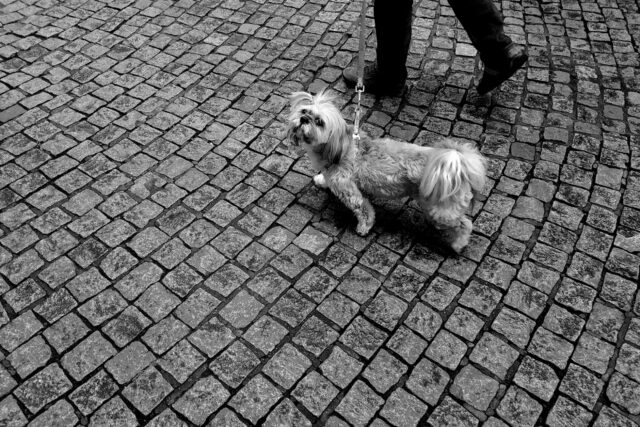 Câine plimbat în lesă pe o stradă pietruită din centrul vechi al Brașovului, între case colorate