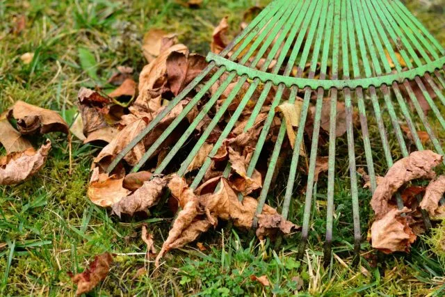 Un om cu mănuși grebleză frunze arămii într-o curte cu straturi de legume pregătite pentru iarnă